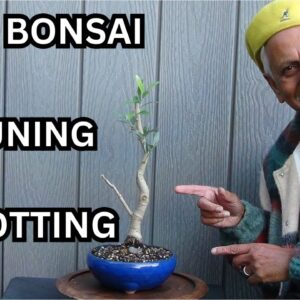 OLIVE BONSAI  PRUNING AND REPOTTING | Step by Step Care Tips for Healthy Growth | mikbonsai