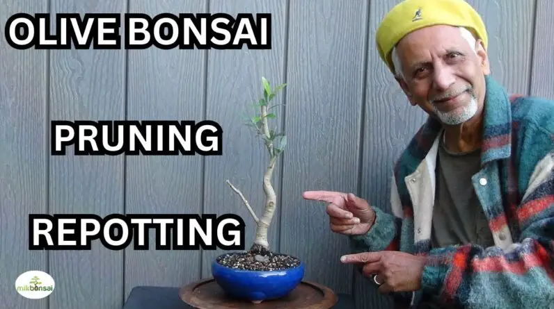 OLIVE BONSAI  PRUNING AND REPOTTING | Step by Step Care Tips for Healthy Growth | mikbonsai