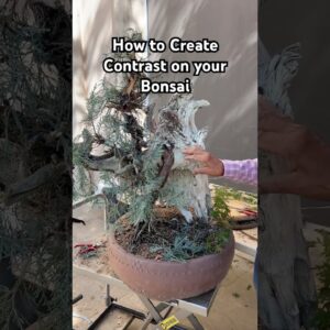 How to Create Contrast on your Bonsai #bonsai #bonsaitree #bonsaidesign #trees #plants #tips #shorts