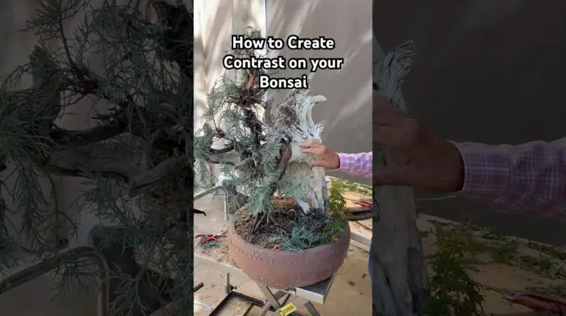 How to Create Contrast on your Bonsai #bonsai #bonsaitree #bonsaidesign #trees #plants #tips #shorts