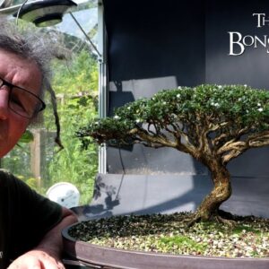 Preparing My Serissa for the Bonsai Shows, Part 2, The Bonsai Zone, Aug 2024