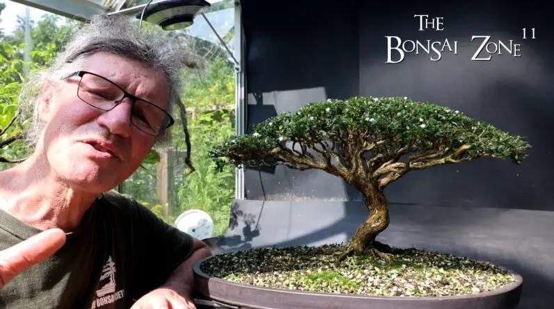 Preparing My Serissa for the Bonsai Shows, Part 2, The Bonsai Zone, Aug 2024