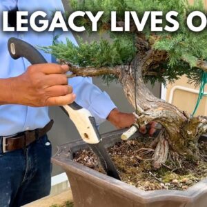 Passing Down a Bonsai Heirloom to My Grandson