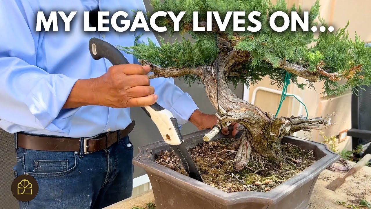 Passing Down a Bonsai Heirloom to My Grandson