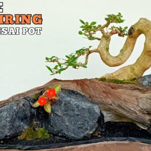 Process Of Making a Prema Seratifolia Bonsai Tree On a Driftwood