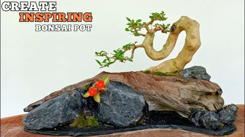 Process Of Making a Prema Seratifolia Bonsai Tree On a Driftwood