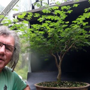 Pruning My Brazilian Rain Tree, The Bonsai Zone, Sept 2024