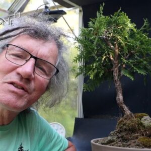 Pruning My Little Cedar Spirit Tree, The Bonsai Zone, Sept 2024