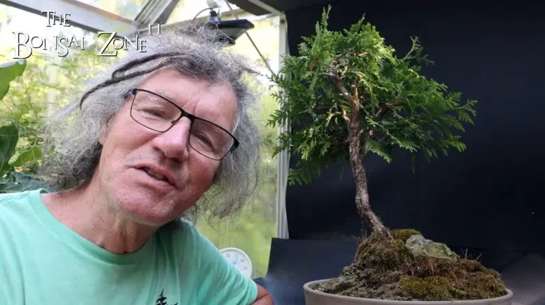 Pruning My Little Cedar Spirit Tree, The Bonsai Zone, Sept 2024