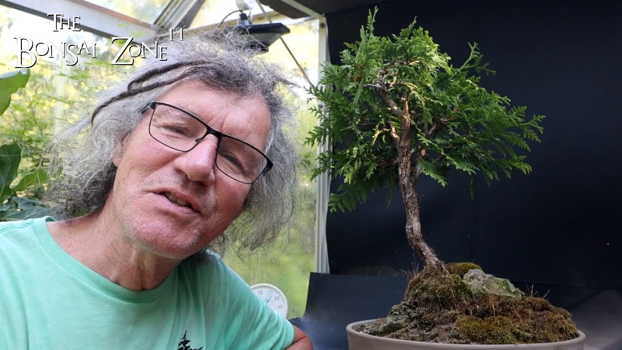 Pruning My Little Cedar Spirit Tree, The Bonsai Zone, Sept 2024