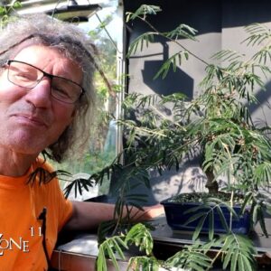 Pruning My Powderpuff Calliandra, The Bonsai Zone, Sept 2024