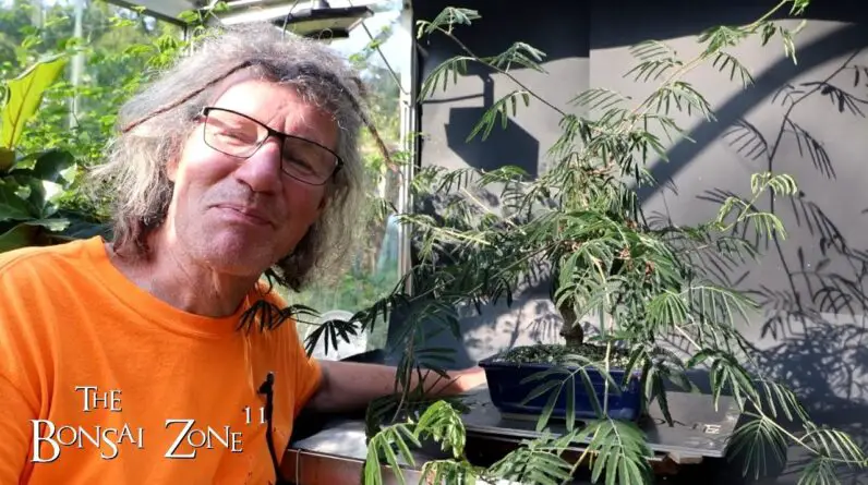 Pruning My Powderpuff Calliandra, The Bonsai Zone, Sept 2024