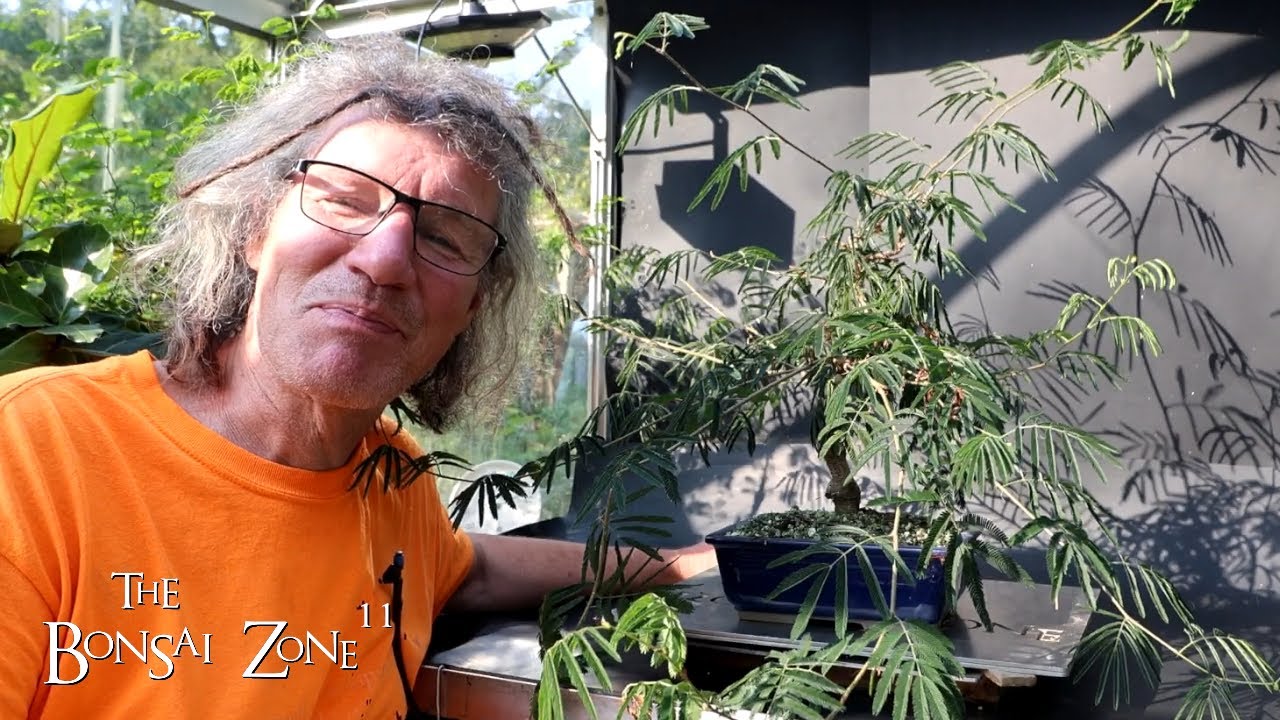 Pruning My Powderpuff Calliandra, The Bonsai Zone, Sept 2024