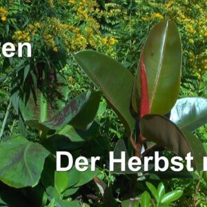 Garten zum Herbst. Aktueller Status der Pflanzen im Garten auch Bonsai und Hochbeete