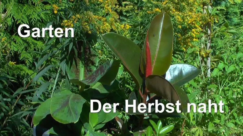 Garten zum Herbst. Aktueller Status der Pflanzen im Garten auch Bonsai und Hochbeete