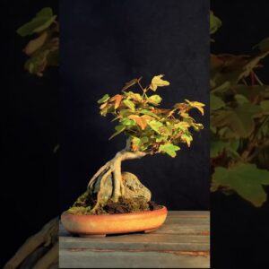 Root Over Rock Trident Maple Bonsai #bonsai #bonsailife #bonsiatree