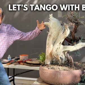 Let's Tango! Transforming This 750-1000 Year Old Rare Sierra Juniper Bonsai