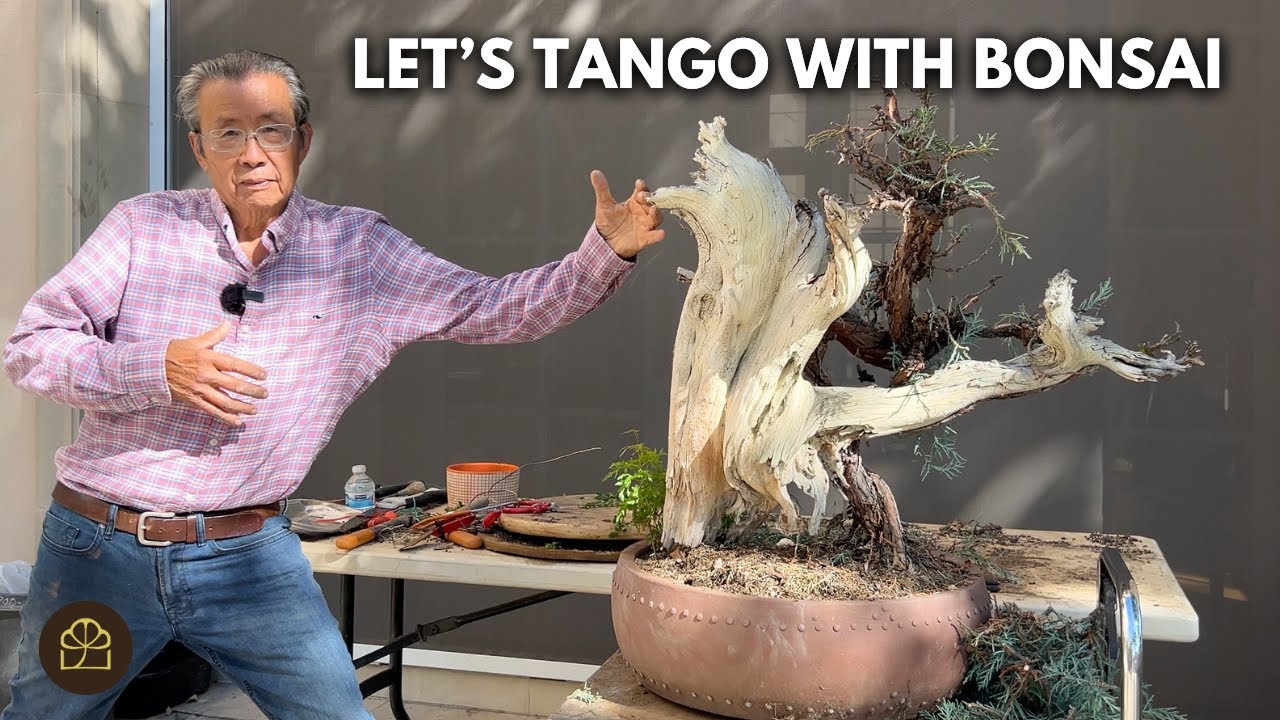 Let's Tango! Transforming This 750-1000 Year Old Rare Sierra Juniper Bonsai