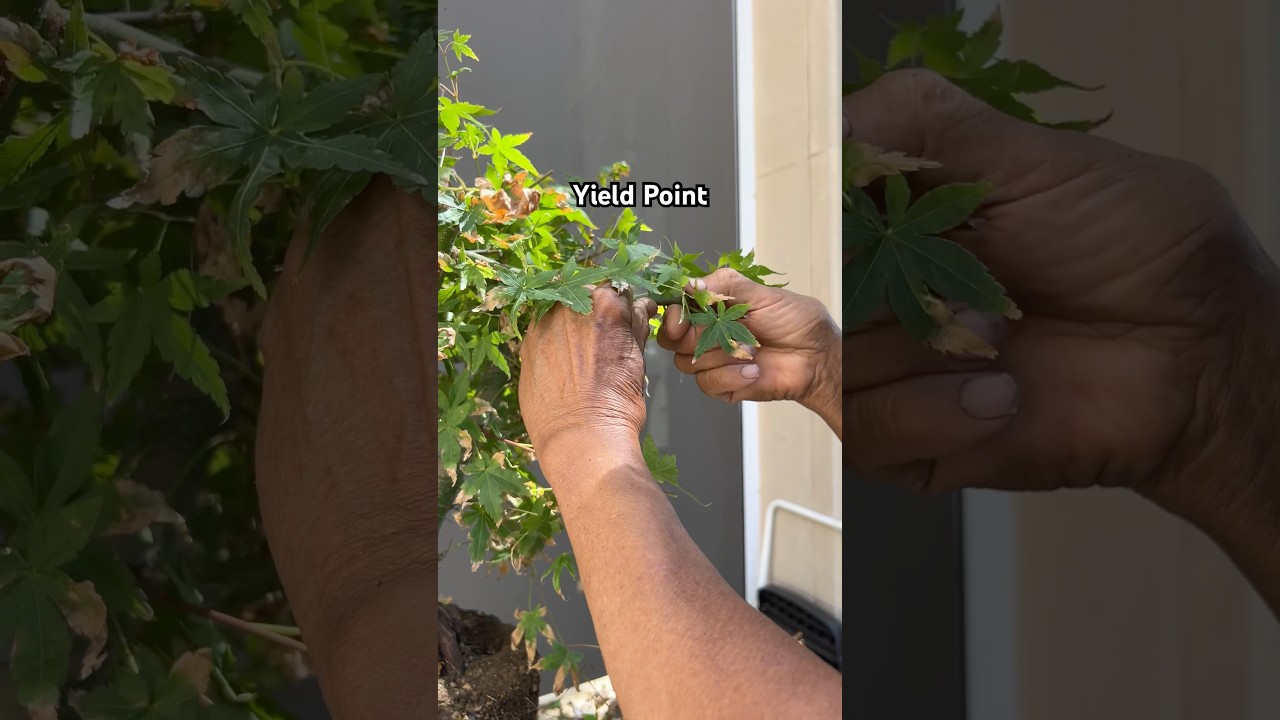 How to Bend Wimpy Bonsai Branches #bonsai #bonsaitree #bonsaitips #plants #gardening #tips #shorts