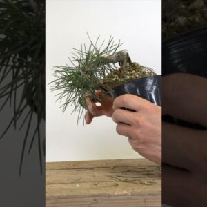 Shohin Bonsai from Seed?