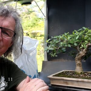 Show Prep for My Ficus burtt-davyi, The Bonsai Zone, Sept 2024