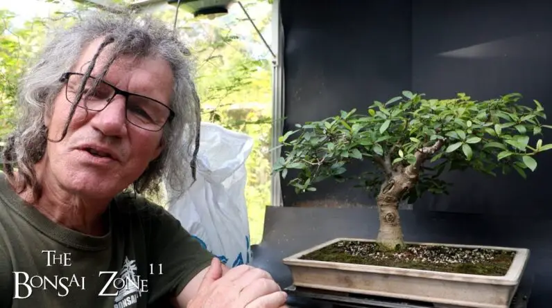 Show Prep for My Ficus burtt-davyi, The Bonsai Zone, Sept 2024