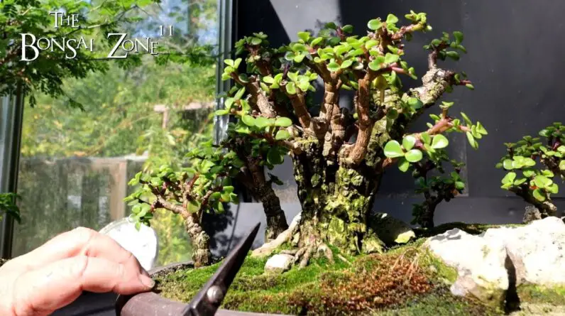 Show Prep for My Portulacaria afra Forest, The Bonsai Zone, Sept 2024