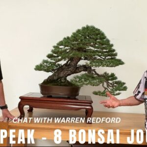 Sneak Peak - 8 Bonsai Journeys