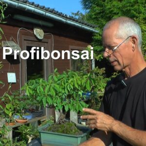 Bonsai. So sollte ein Bonsai aussehen oder was ist wichtig bei einem guten Bonsai