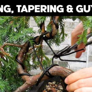 Squamata Juniper Cascade Bonsai - Trunk Tapering & Wiring Techniques