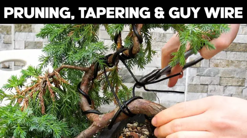 Squamata Juniper Cascade Bonsai - Trunk Tapering & Wiring Techniques