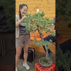 Bonsai Kreativ Fest in Dusseldorf Germany (bonsai werkstatt busch). The demos have started!