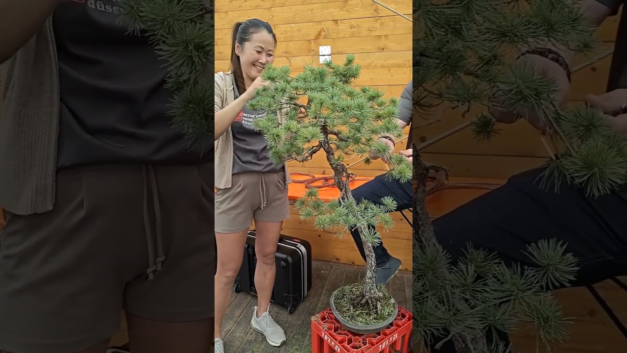 Bonsai Kreativ Fest in Dusseldorf Germany (bonsai werkstatt busch). The demos have started!