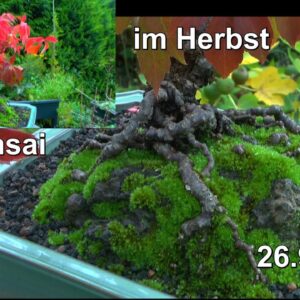 Bonsai Im Herbst. Interessante Einblicke und es tut sich immer noch etwas im Wachstum