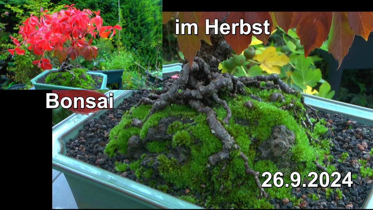 Bonsai Im Herbst. Interessante Einblicke und es tut sich immer noch etwas im Wachstum