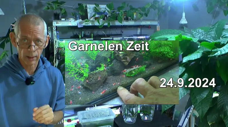 Garnelen Zeit für die Caridina Weichwassergarnelen und wie laufen die neuen Becken