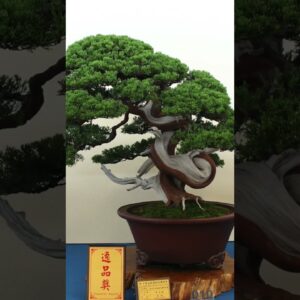 Taiwanese Bonsai #inspiration #taiwan #penjing #bonsai