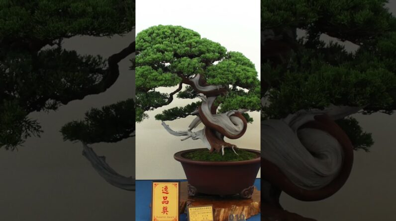 Taiwanese Bonsai #inspiration #taiwan #penjing #bonsai