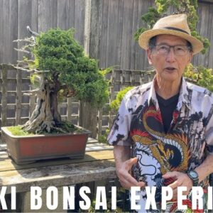 Tanuki Bonsai Experiment