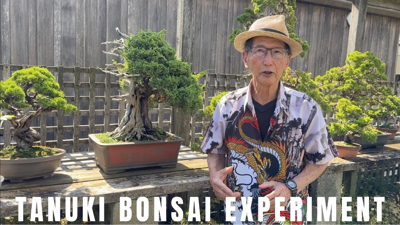 Tanuki Bonsai Experiment