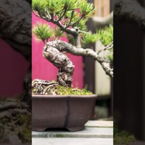 The Cultural Significance of Bonsai Pots