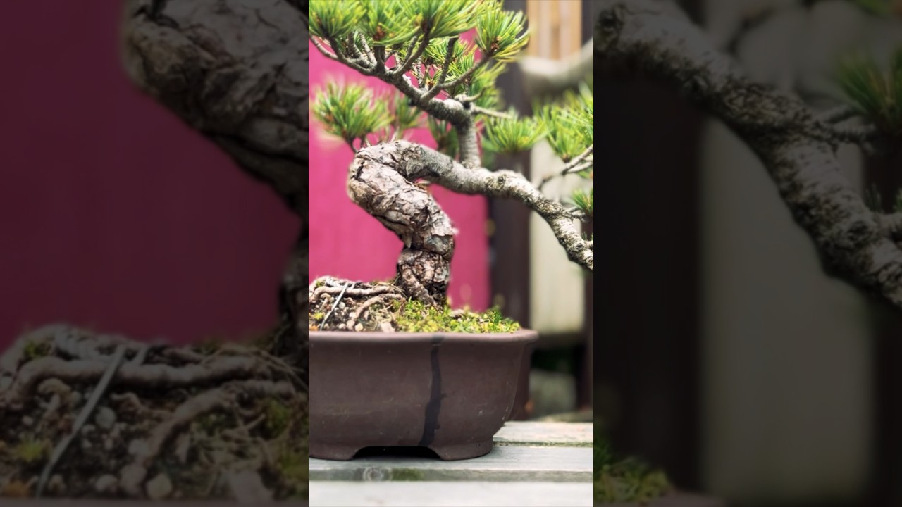 The Cultural Significance of Bonsai Pots