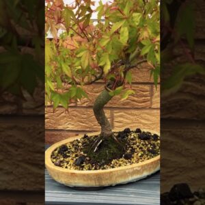 The Function of Bonsai Pots