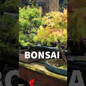 The Importance of Bonsai Pots