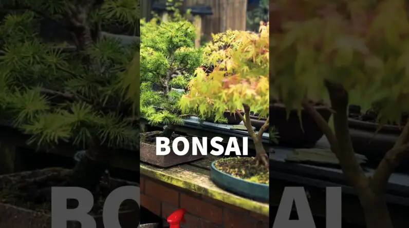 The Importance of Bonsai Pots