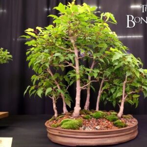 The KW Bonsai Fall Show and Sale, The Bonsai Zone, Sept 2024