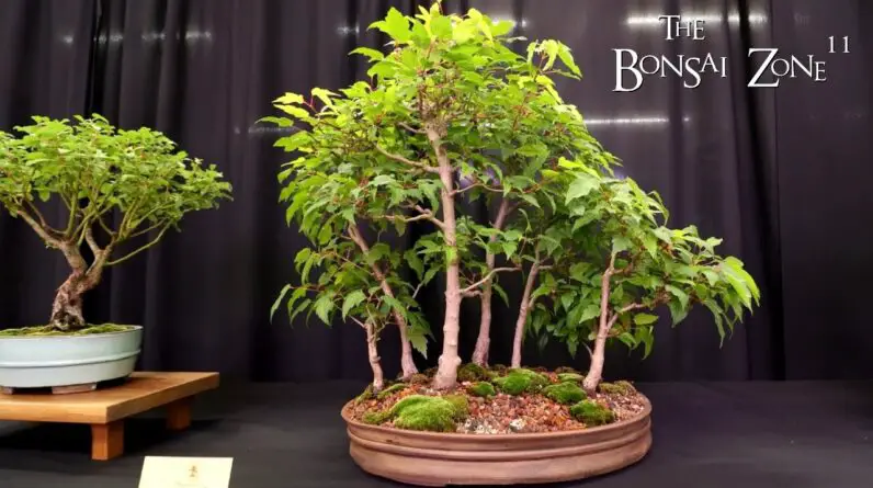 The KW Bonsai Fall Show and Sale, The Bonsai Zone, Sept 2024