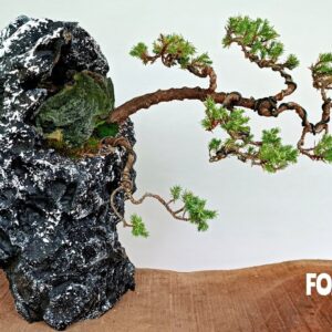 The Transformation Of a $5 Juniperus Bonsai Tree At The Garden