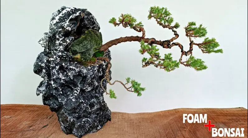 The Transformation Of a $5 Juniperus Bonsai Tree At The Garden