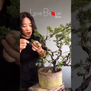 Artistic bonsai pruning techniques! #8 #lovebonsai #bonsai #bonsaiart #bonsaitree